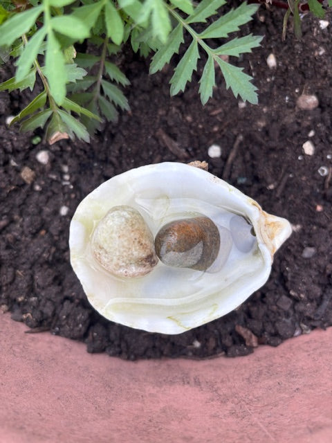 Oyster shell with three pebbles inside filled halfway with water placed in soil with some Marigold leaves above it in a terracotta pot.