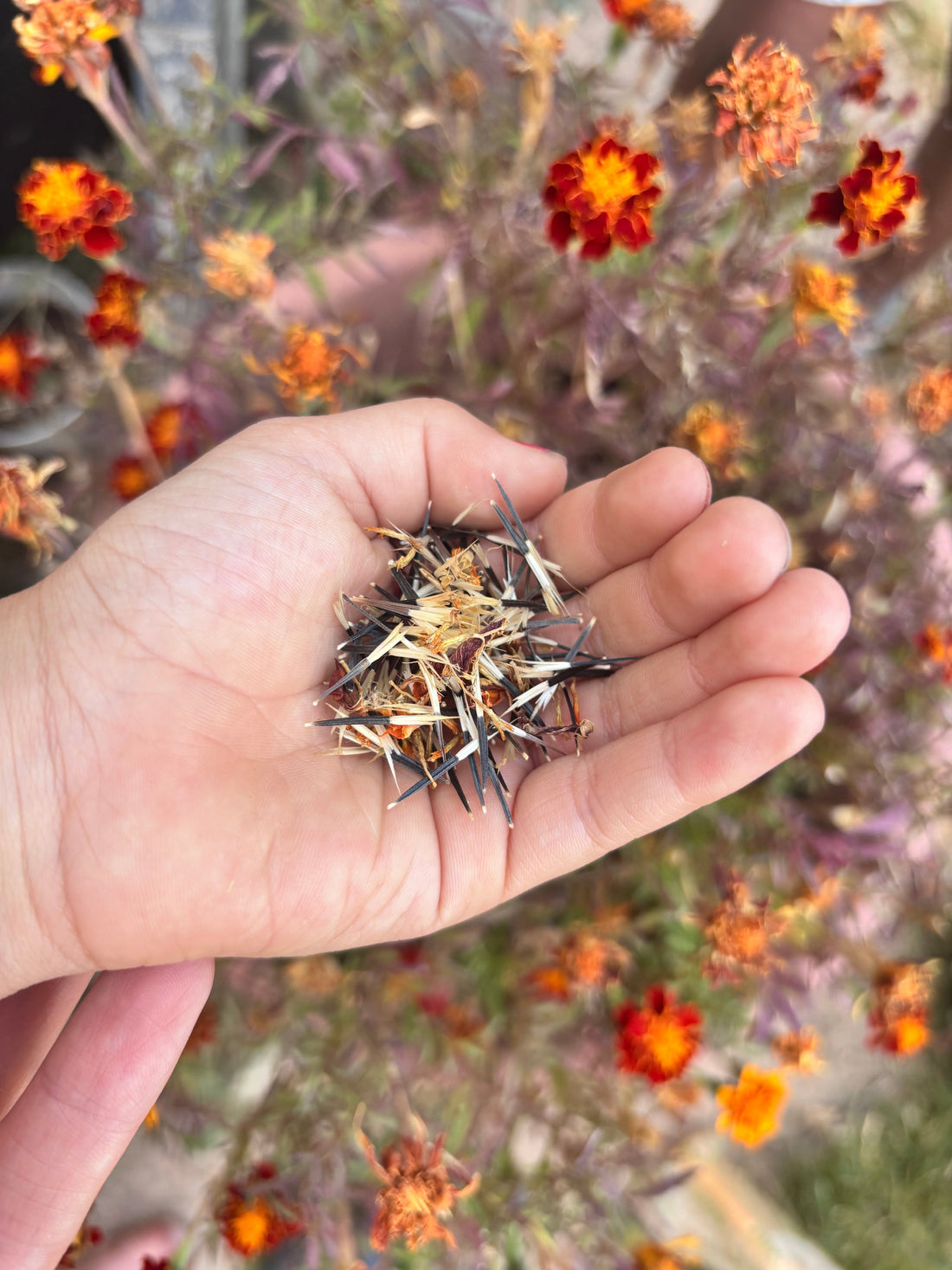 An open child’s hand with harvested marigold seeds in the palm against a background of red and orange and yellow marigold flowers.
