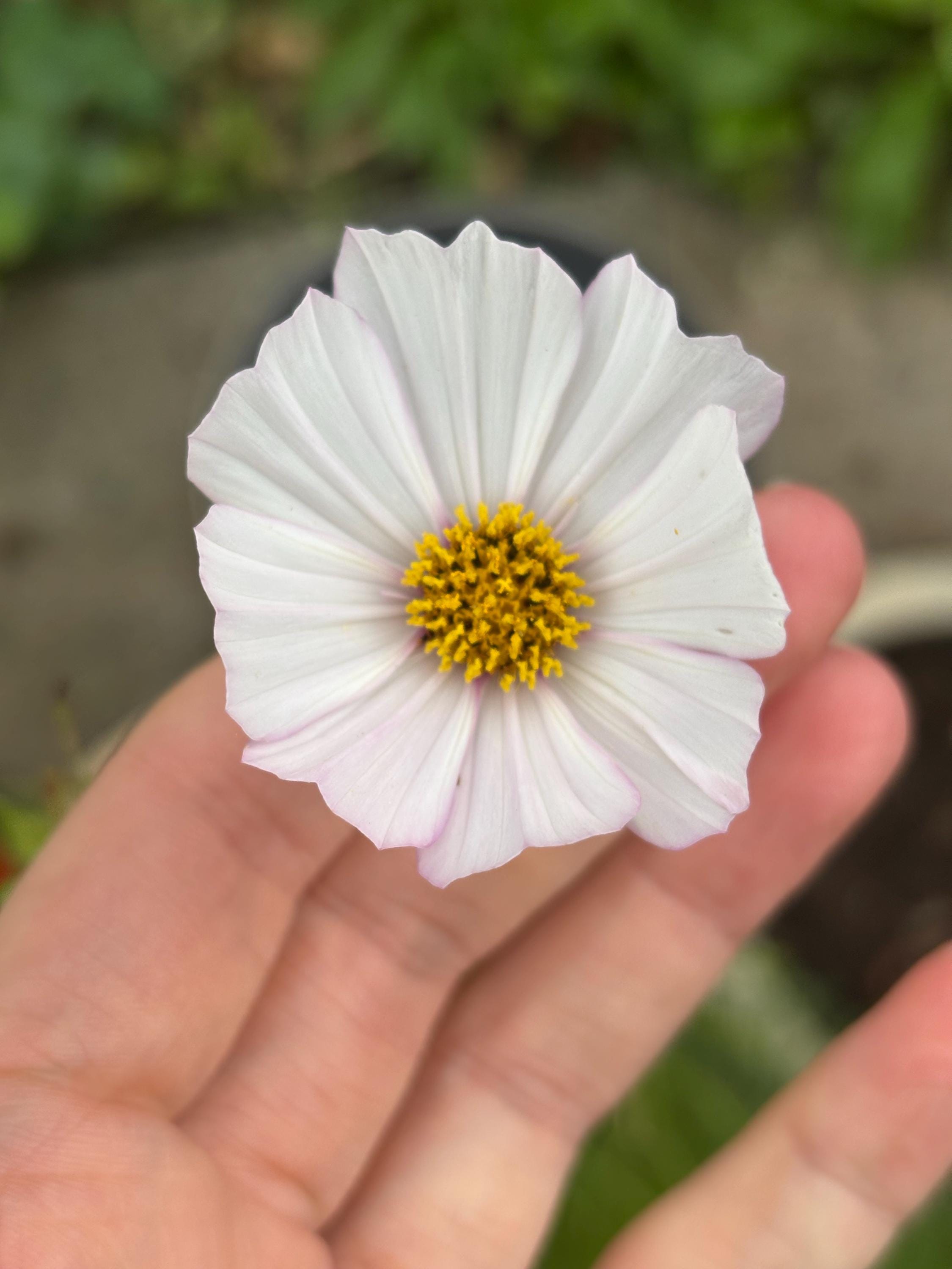 Plant a Bee Garden Kit