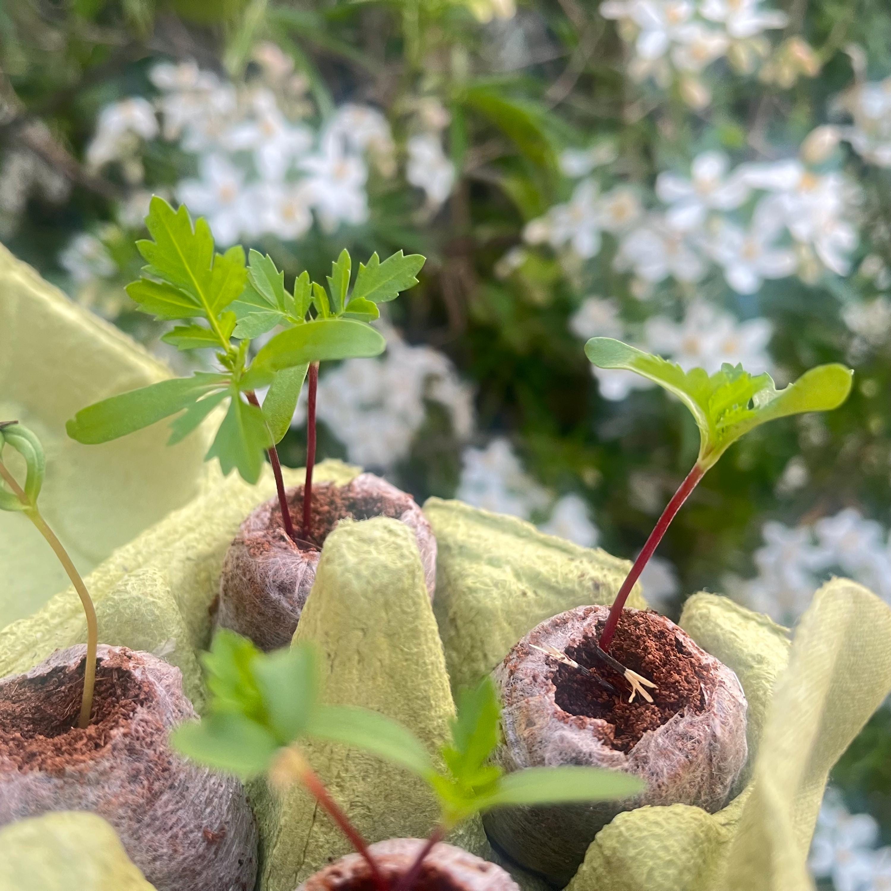 Plant a Bee Garden Kit