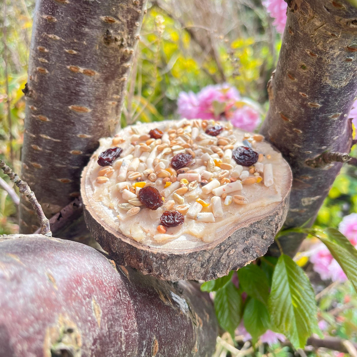 Birdseed pizza on a tree branch with flowers in the background