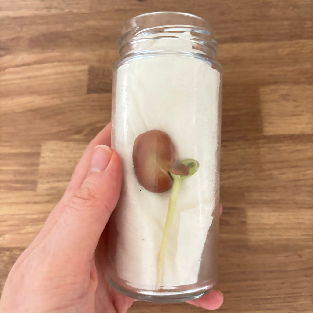 Hand holding a glass container with a sprouted broad bean on a wooden surface