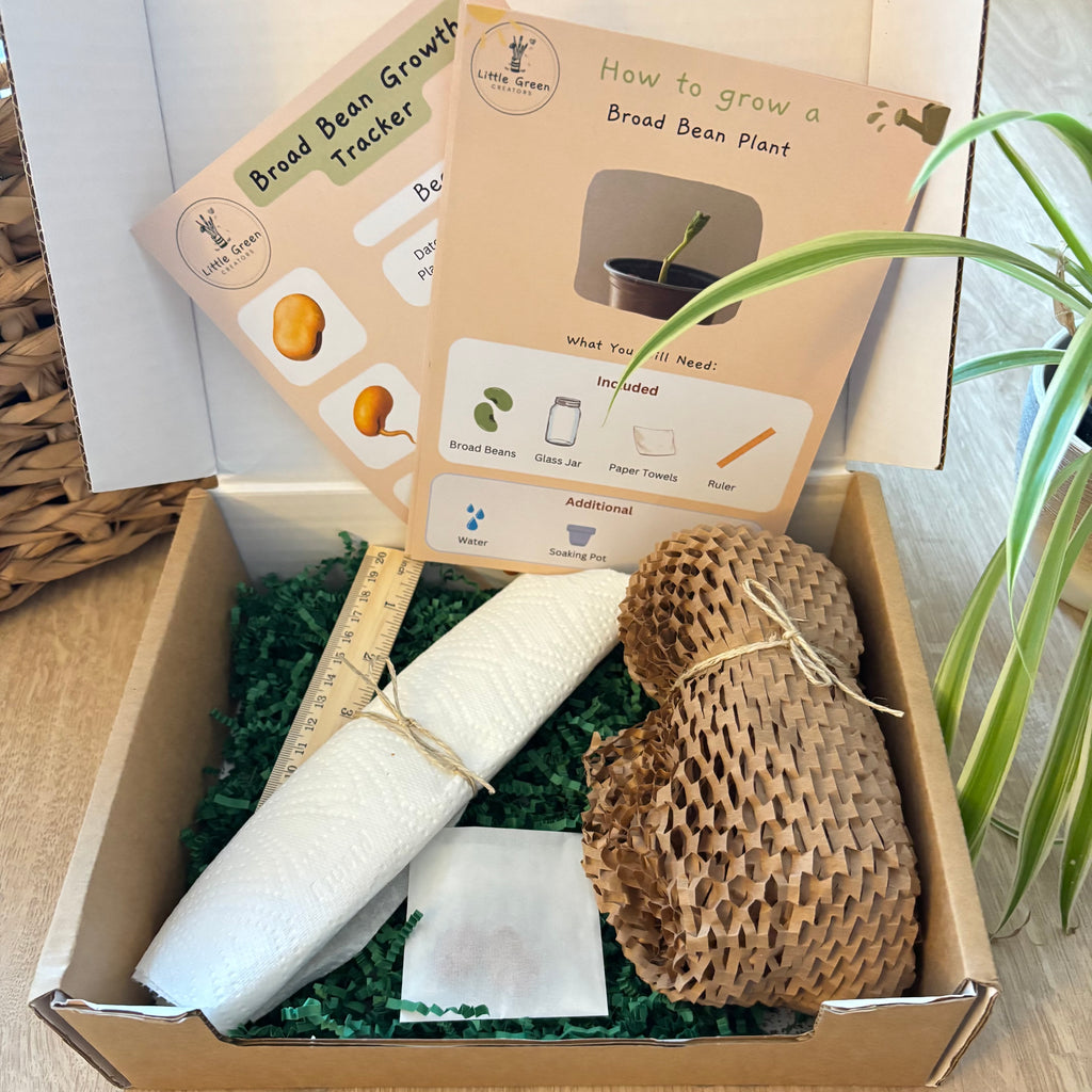 Grow your own broad bean kit with instructions and materials for growing a broad bean plant.