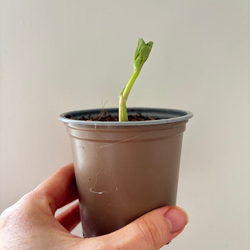 Small potted broad bean plant held in a hand against a plain background