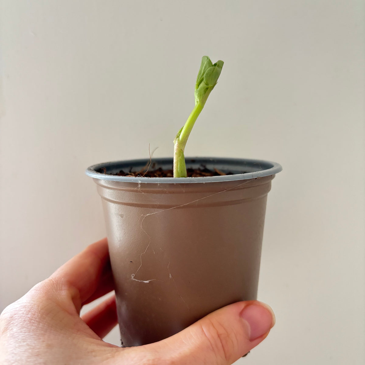 Small potted broad bean plant held in a hand against a plain background