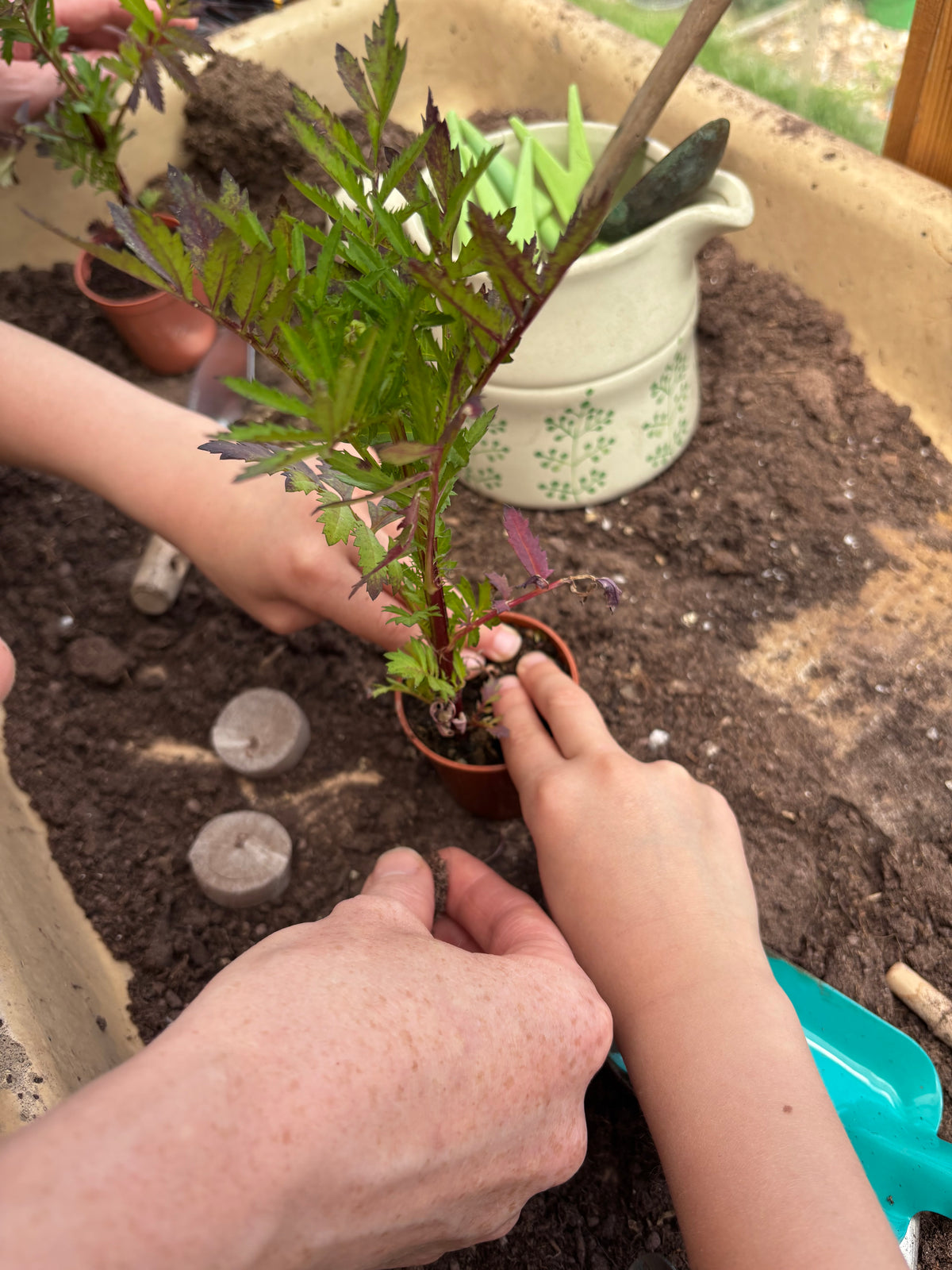 A close-up of hands planting a small green leafy plant in a terracotta pot filled with soil inside a raised garden bed, with gardening tools and pots visible in the background.