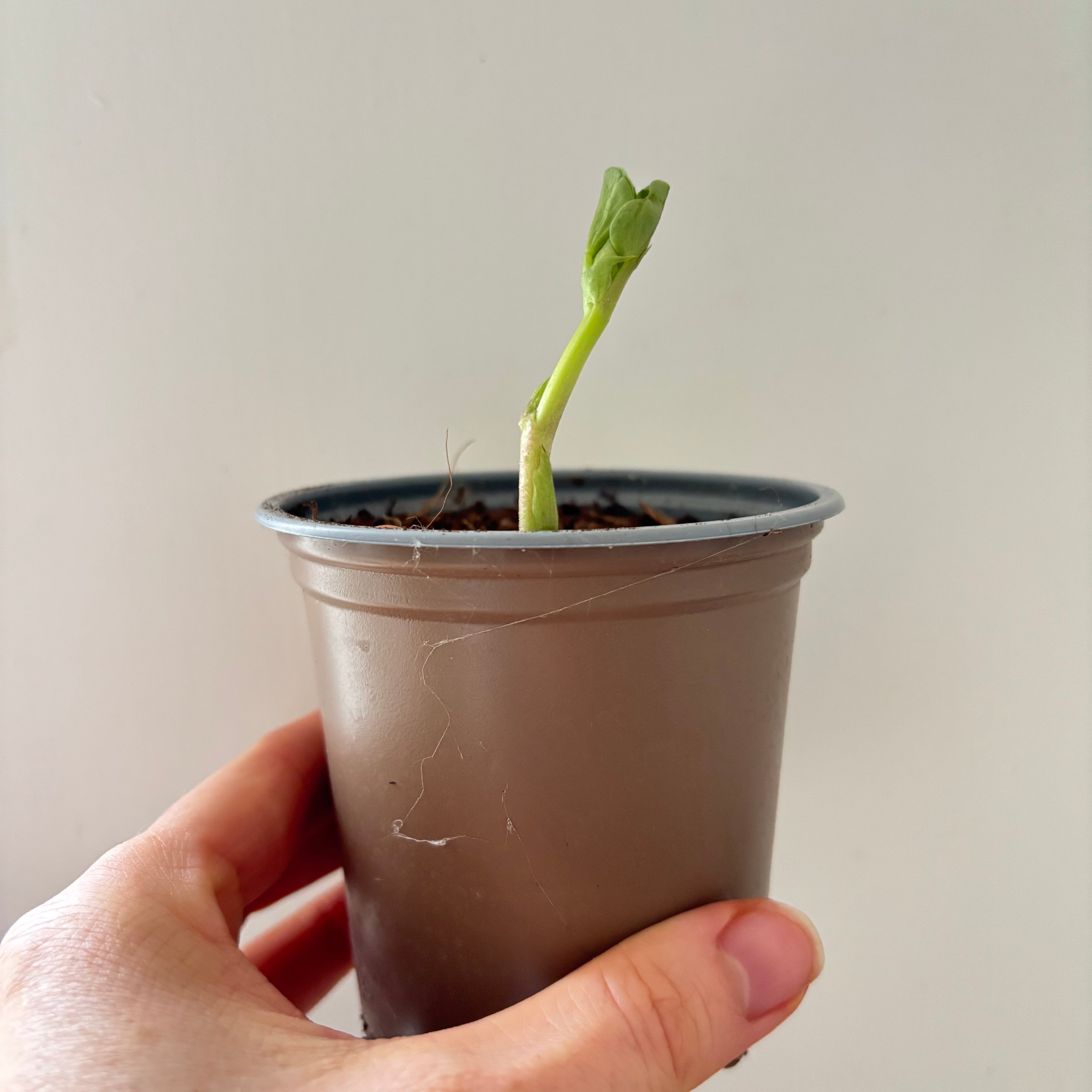 Grow Your Own Broad Bean Kit