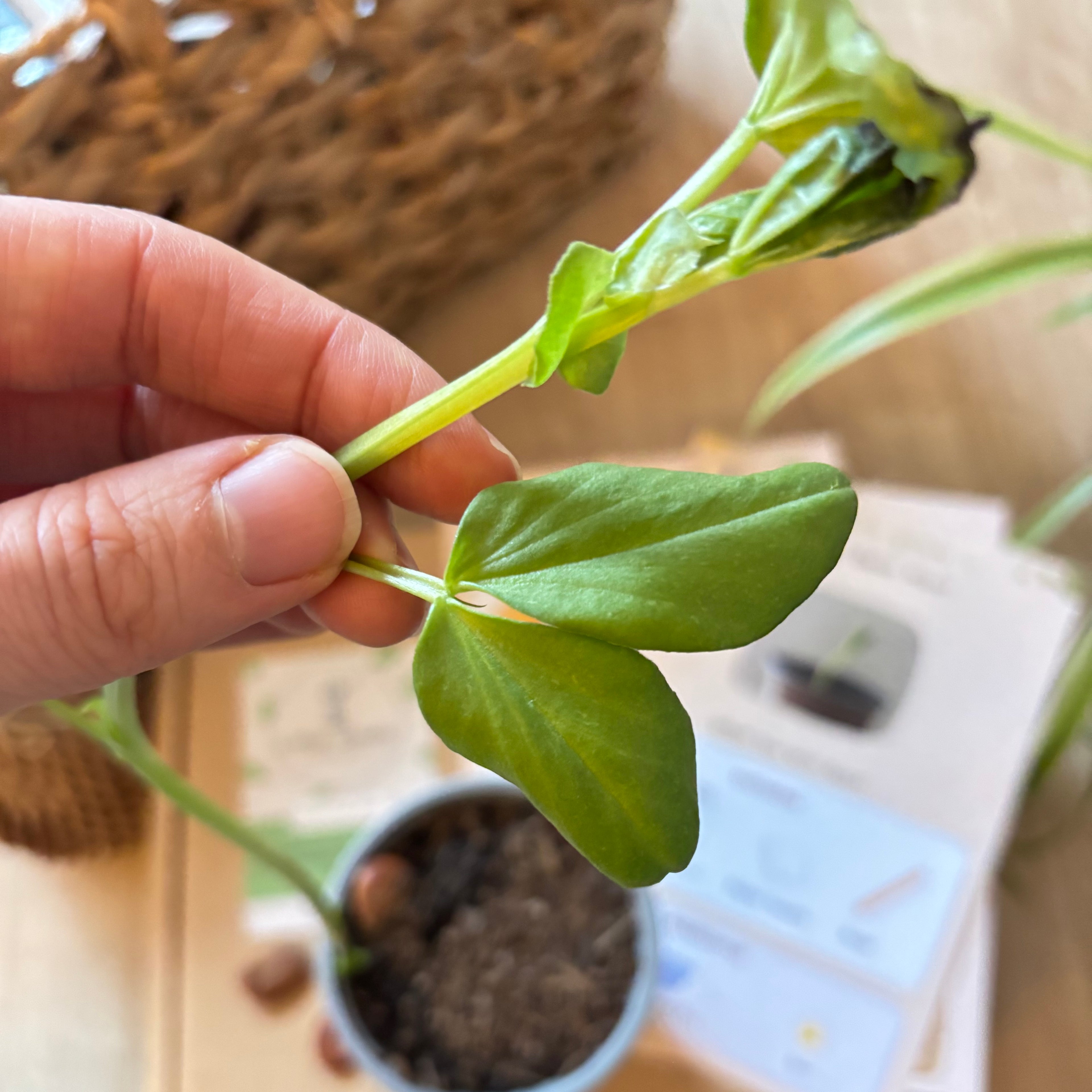 Grow Your Own Broad Bean Kit